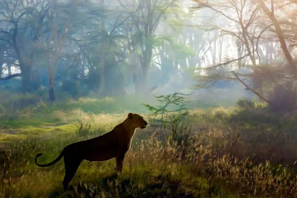Photo of Lioness Hunting at Nakuru National Park, Early in the morning