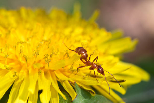istock Ant On Dandelion Flower - Macro Photography 1143261488