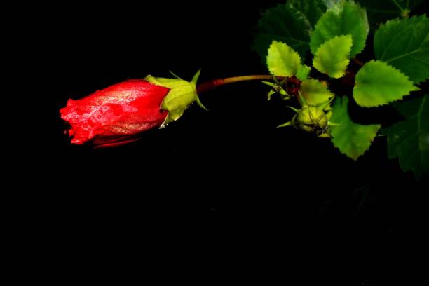 istock Beautiful red flower with black background 1143262712