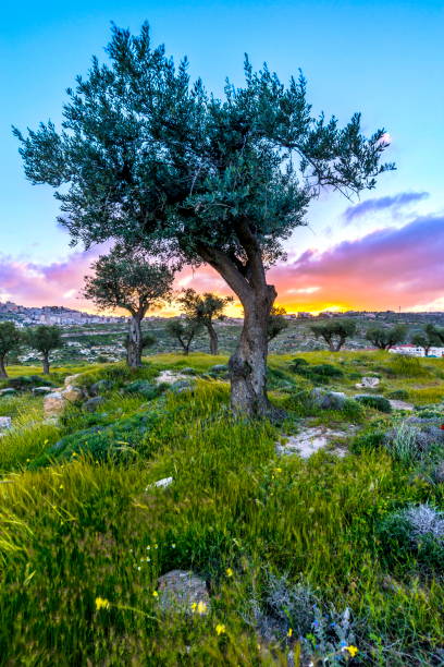 oliviers au coucher du soleil - jerusalem hills photos et images de collection
