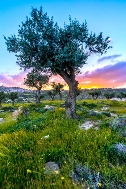 olive trees at sunset - jerusalem hills imagens e fotografias de stock