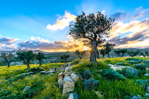 Olive trees in Shepherds Field with view of Bethlehem at sunset