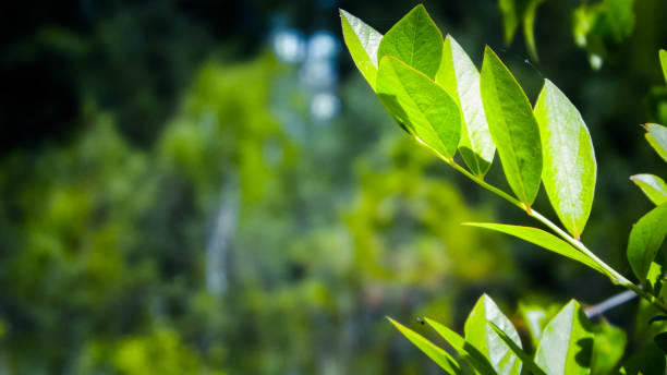 istock Close up of green leaves. 1143263259