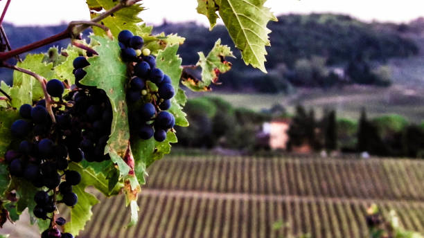 istock Close up of grape fruits on the vine tree. 1143263270