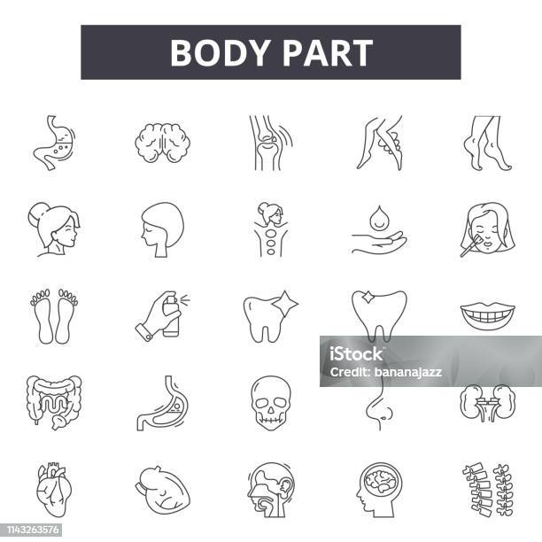 Body Part Line Icons Zeichen Gesetzt Vektor Konzept Der Körperteilskizze Illustration Mensch Körper Anatomie Nase Auge Gesundheit Hand Pflege Stock Vektor Art und mehr Bilder von Frauen