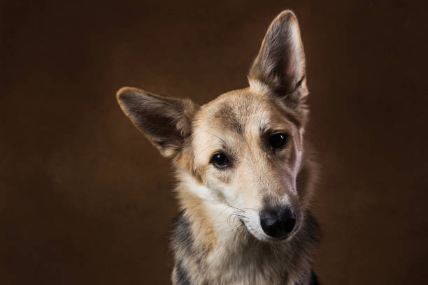 istock Gray and white mongrel dog sitting in studio on brown blackground and looking at camera 1143263998