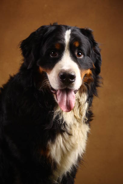 istock Bernese mountain dog sitting in studio on brown blackground and looking at camera 1143263999
