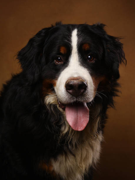 istock Bernese mountain dog sitting in studio on brown blackground and looking at camera 1143264002