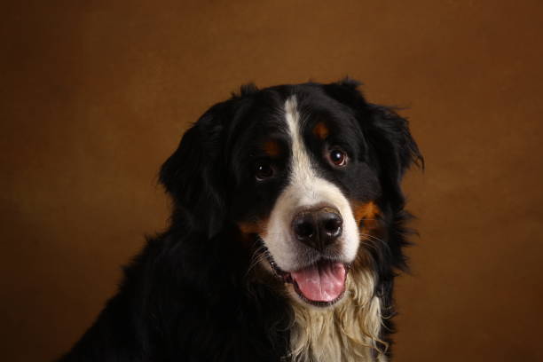 istock Bernese mountain dog sitting in studio on brown blackground and looking at camera 1143264003