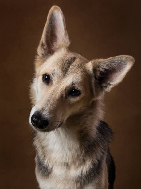 istock Gray and white mongrel dog sitting in studio on brown blackground and looking at camera 1143264005