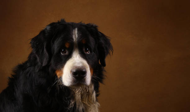 istock Bernese mountain dog sitting in studio on brown blackground and looking at camera 1143264013