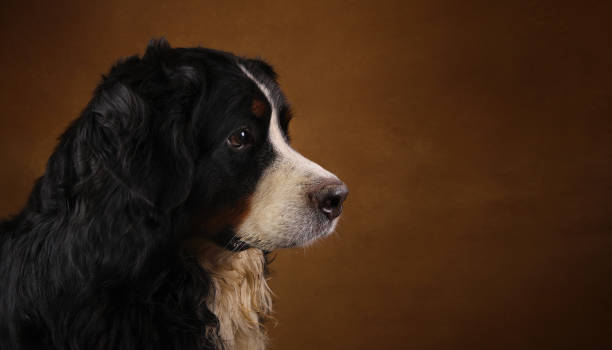istock Bernese mountain dog sitting in studio on brown blackground 1143264014