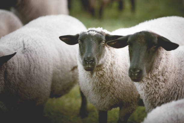 istock flock of sheeps in a field on a misty cold morning 1143264217