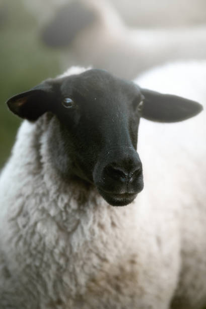 istock sheep in a field on a misty cold morning 1143264781