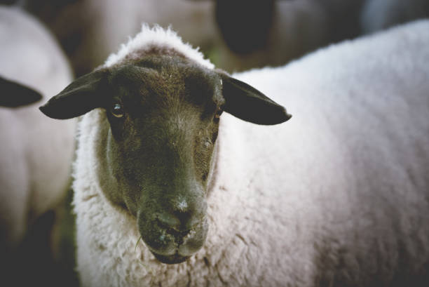 istock sheep in a field on a misty cold morning 1143265434