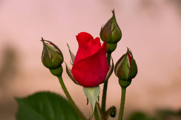 istock Red rose with rosebud on blurry background 1143266293