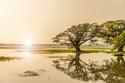 Rain trees, (Samanea saman)  and water hyacinths on Lake Tissa Wewa, Tissamaharama, Sri Lanka.