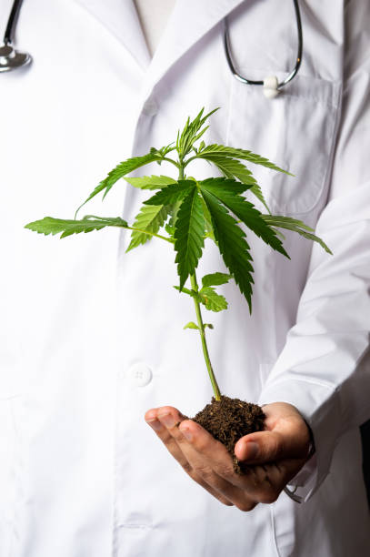 Scientist holding a marijuana branch close up Scientist holding a marijuana branch close up medical cannabis stock pictures, royalty-free photos & images
