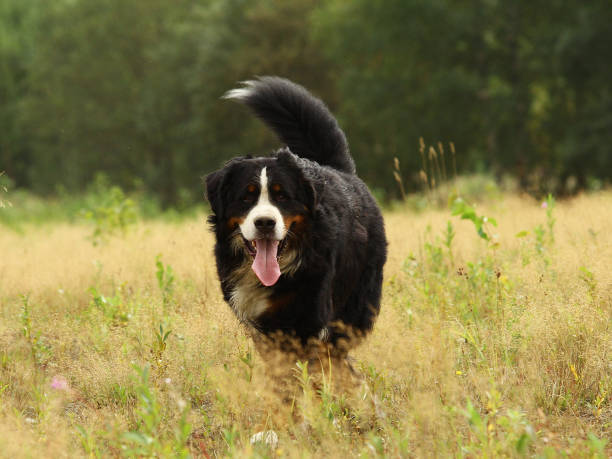 istock Bernese mountain dog in the yellow field 1143267771