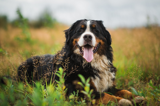 Portrait of bernese mountain dog lying in a field and looking at camera