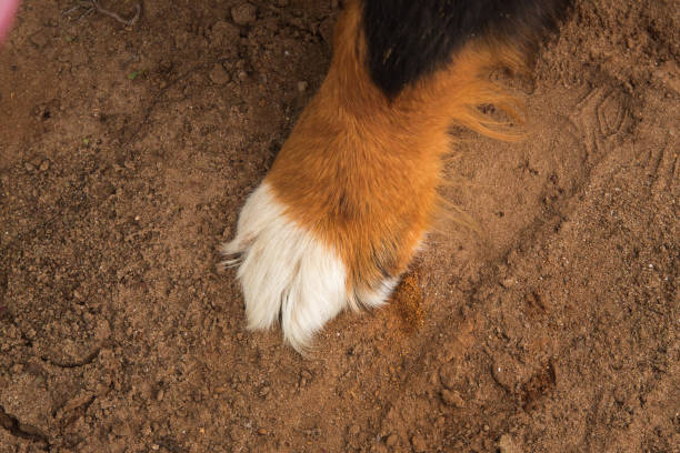 cerca de patas de perro, perro de montaña bernés. - dog snow bernese mountain dog paw fotografías e imágenes de stock