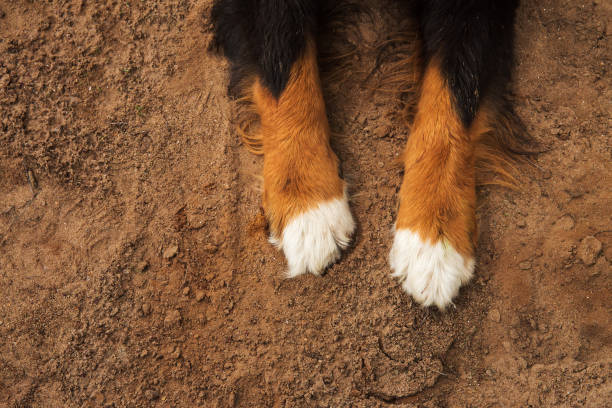 犬の足、ベルンの山の犬のクローズアップ。 - dog snow bernese mountain dog paw ストックフォトと画像