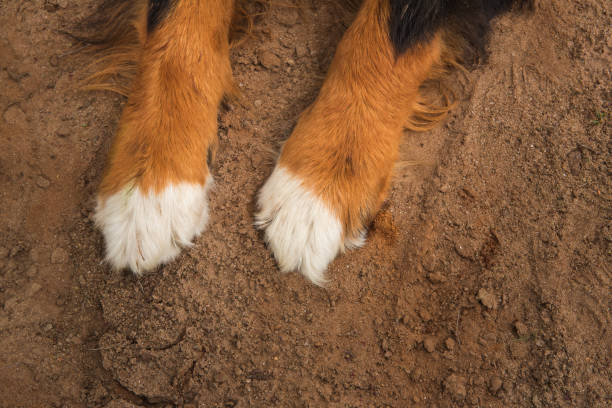 cerca de patas de perro, perro de montaña bernés. - dog snow bernese mountain dog paw fotografías e imágenes de stock