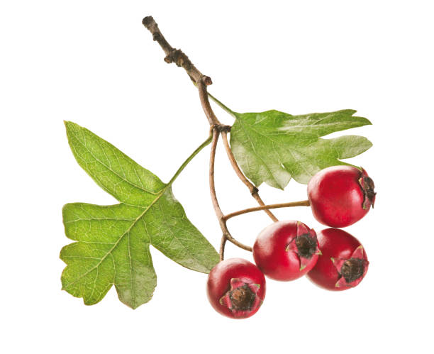 Hawthorn twig of hawthorn berries hawthorn stock pictures, royalty-free photos & images