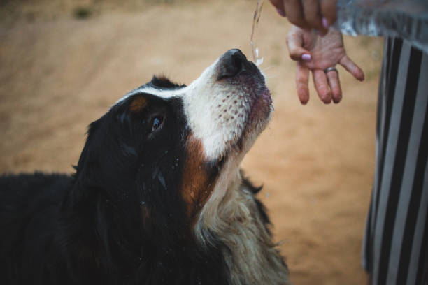 istock Side view a t bernese mountain dog drink water 1143268943