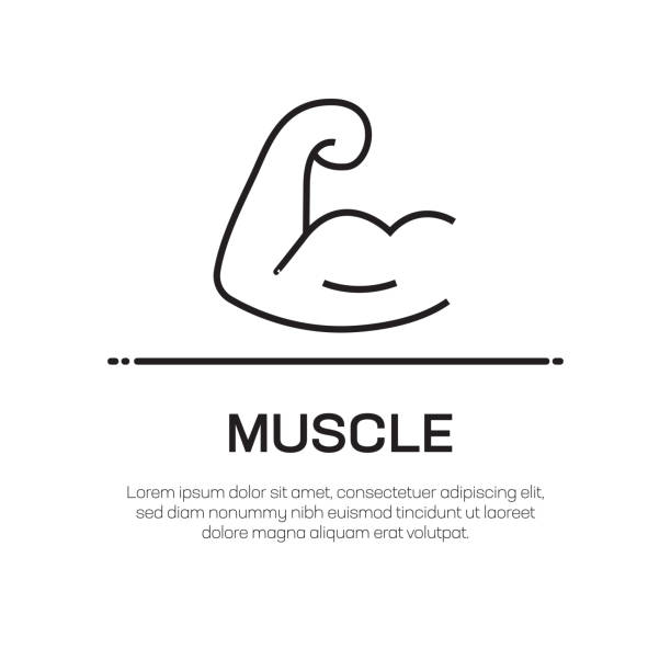 ilustraciones, imágenes clip art, dibujos animados e iconos de stock de icono de línea de vector muscular: icono de línea delgada simple, elemento de diseño de calidad premium - muscular build