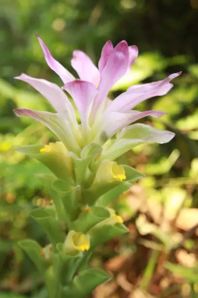 Photo of large pink inflorescence of Curcuma amada, the mango ginger.