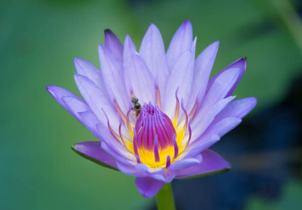 istock lotus flower close-up 1143270902