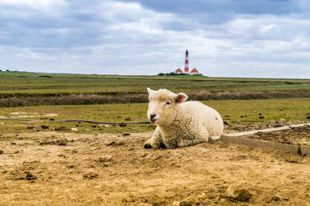 istock Sheep on the dike at the Westerhever lighthouse 1143271793
