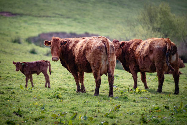 istock Young Calf and Mother, Holne, Devon 1143272561