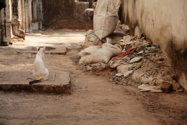 istock Cat among the ruins in the slums 1143273453