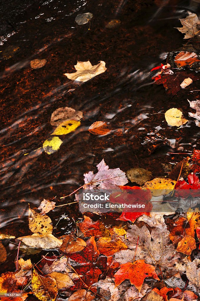 Осень листья на Ручей - Стоковые фото Без людей роялти-фри