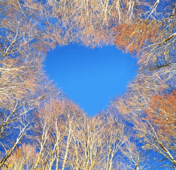 istock trees forest autumn valentine heart blue sky upword background 1143273639