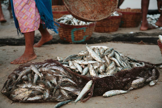 istock Net with a fresh catch of sardine 1143274206
