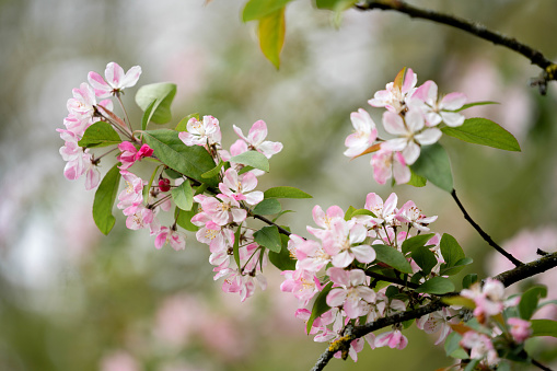 A domestic apple tree with blossoms. Sebastopol, Sonoma County, California.  Malus domestica.