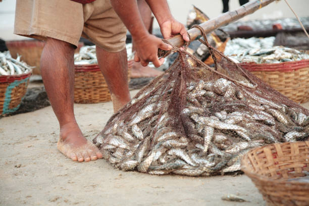 istock Net with a fresh catch of sardine 1143274744