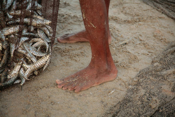 istock Fisherman with a catch of sardines 1143274776