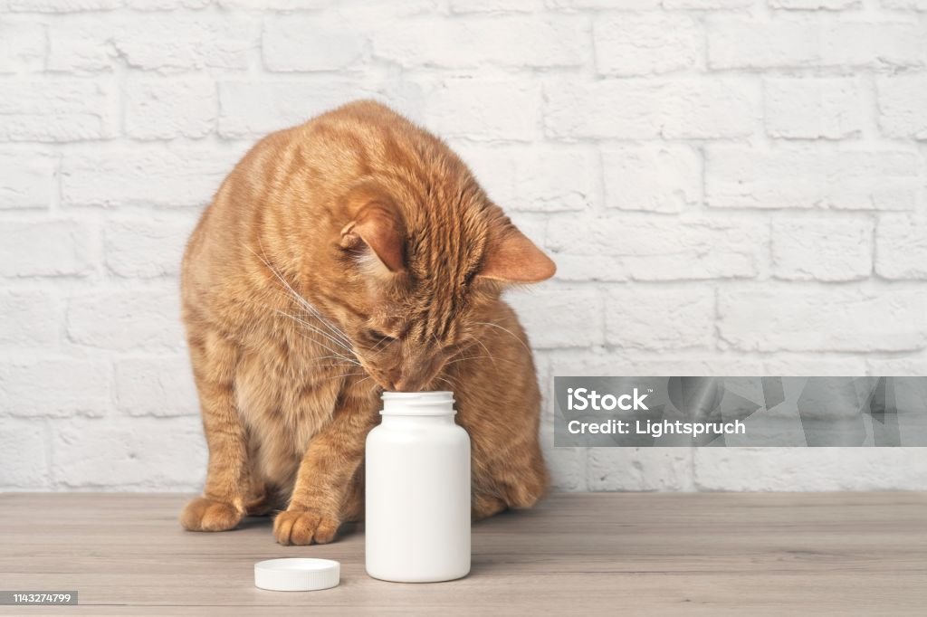 Red cat looking curious to a open pill box. Horizontal image with copy space. Domestic Cat Stock Photo