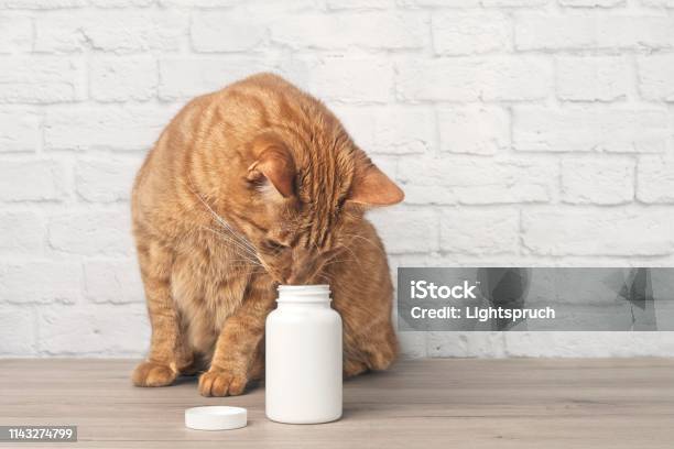 Red Cat Looking Curious To A Open Pill Box Horizontal Image With Copy Space Stock Photo - Download Image Now