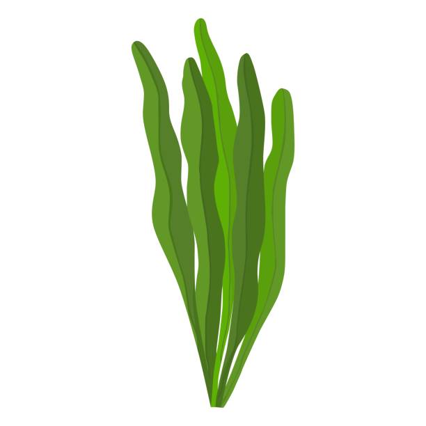 白の背景にスピルリナ藻類ベクターアイコン。 - seaweed spirulina bacterium algae food点のイラスト素材／クリップアート素材／マンガ素材／アイコン素材