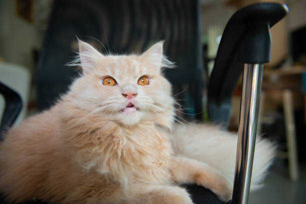 肖像画の轟音かわいいペルシャ猫 - mad expression image front view horizontal ストックフォトと画像
