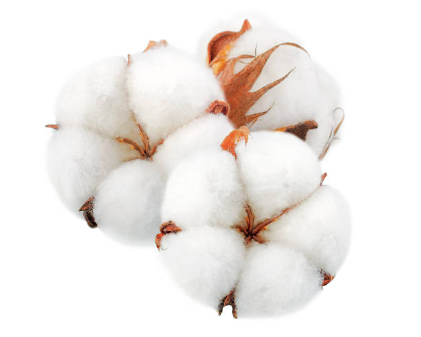 istock Cotton plant flowers without shadows isolated on white background 1143277580