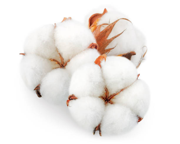 istock Cotton plant flowers isolated on white background 1143277582