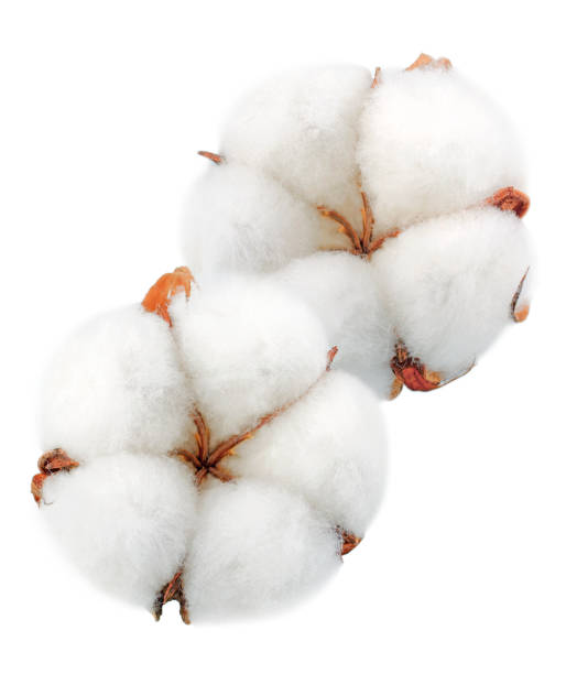Cotton plant flowers without shadows isolated on white background
