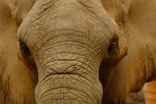 690+ Elephant Life Span Stock Photos, Pictures & Royalty-Free Images