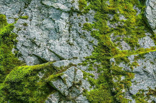 Close-up of a stone wall with green moss and ferns growing on it